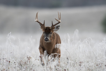 White-tailed deer buck in frost covered field