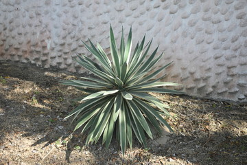 cactus plant 