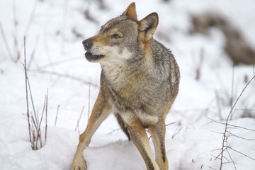 parco nazionale d'abruzzo