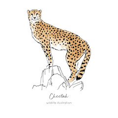 Vector illustration of cheetah standing on dry tree. Hand drawn ink realistic coloured sketching isolated on white. Perfect for logo branding t-shirt coloring book design.