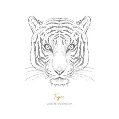 Fototapeta na wymiar Symmetrical Vector portrait illustration of tiger. Hand drawn ink realistic sketching isolated on white. Perfect for logo branding t-shirt coloring book design.