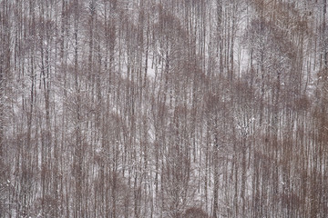 parco nazionale d'abruzzo