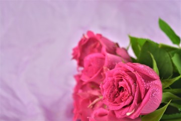 pink rose on pink background