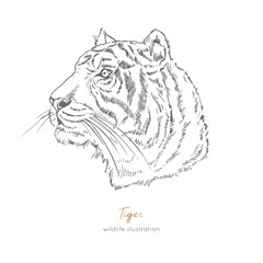 Profile Vector portrait illustration of tiger. Hand drawn ink realistic sketching isolated on white. Perfect for logo branding t-shirt coloring book design.