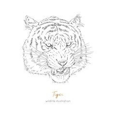 Vector portrait illustration of roaring tiger. Hand drawn ink realistic sketching isolated on white. Perfect for logo branding t-shirt coloring book design.