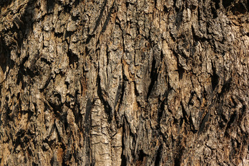 Tree bark Texture