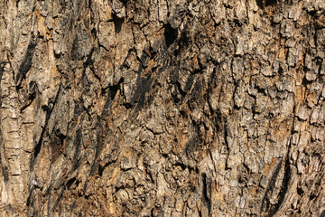 Tree bark Texture