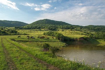 Fototapeta na wymiar herd of horses at the lake in the mountains