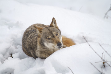 parco nazionale d'abruzzo