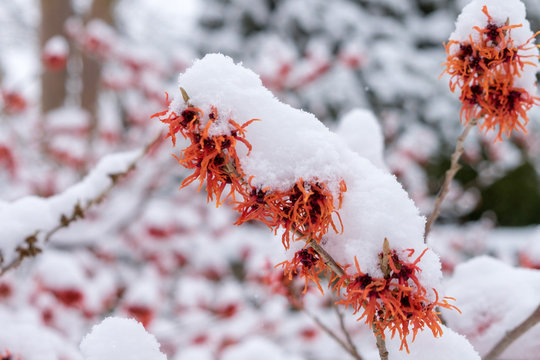 Schneebedeckte Bl&uuml;ten von Hamamelis x intermedia 'Rot Bruns'