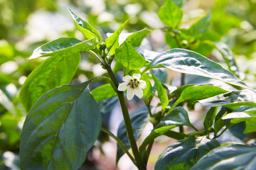 Pepper is growing and blossoming in the garden. Paprika is ripening on the vegetable bed 