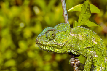 Beautiful green chameleon - Stock Image