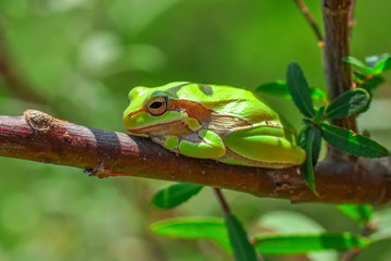 Beautiful Europaean Tree frog Hyla arborea - Stock Image