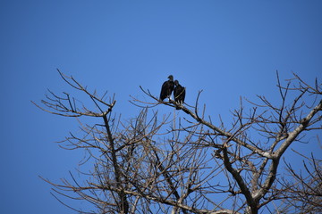 black vulture bird