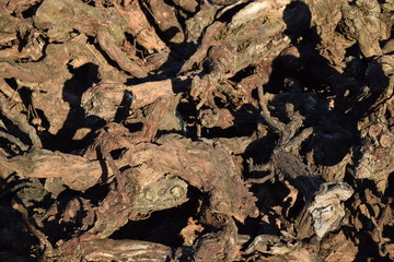 Ceps de vigne