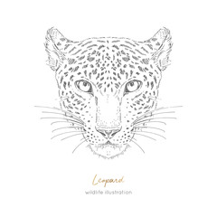 Fototapeta na wymiar Symmetrical Vector portrait illustration of leopard. Hand drawn ink realistic sketching isolated on white. Perfect for logo branding t-shirt coloring book design.