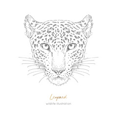 Symmetrical Vector portrait illustration of leopard. Hand drawn ink realistic sketching isolated on white. Perfect for logo branding t-shirt coloring book design.