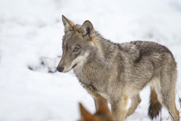 parco nazionale d'abruzzo