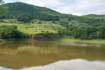 herd of horses at the lake in the mountains