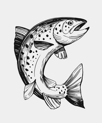 Obraz premium Sketch of fish. Salmon, trout. Hand drawn illustration. Vector. Isolated