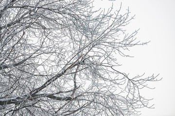 Frozen branches on white sky background. Snowy tree branches with hoarfrost in winter. Plants with white snow close-up. Atmospheric forest landscape with copy space. Snowfall weather.