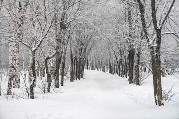 Snowy tunnel among tree branches in parkland close up. Snowy white background with alley in grove. Path among winter trees with hoarfrost during snowfall. Fall of snow. Atmospheric winter landscape.