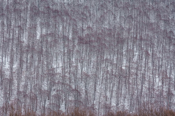parco nazionale d'abruzzo