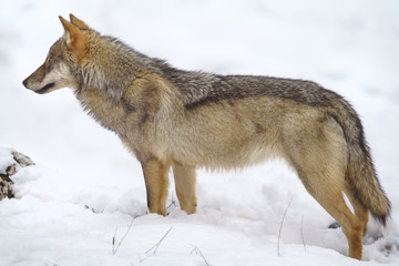 parco nazionale d'abruzzo