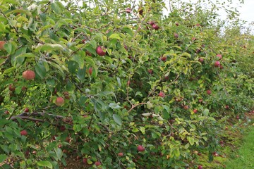 Cortland apple tree (Malus domestica cortland)