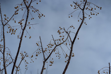 branches of tree