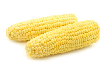 fresh corn on the cob on a white background