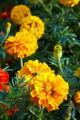 Bright orange marigold flowers closeup. Blackbringer flowerbed (Tagetes erecta, Mexican, Aztec or African marigold)