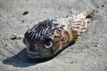 globe·fish dead sand