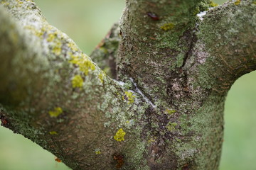 Close-up of a cherry tree trunk covered with lichen and first snow