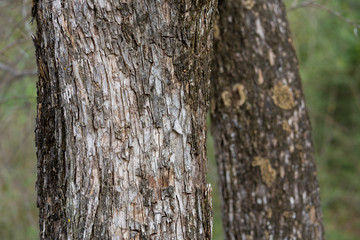 bark of a tree