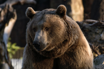 Oso Grizzly
