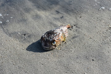 globe·fish dead sand