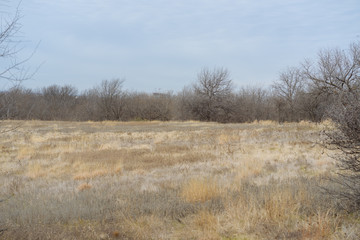 Field with dry grass on a background of trees in a city park in a winter sunny day