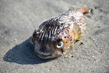 globe·fish dead sand