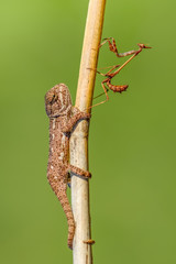 Beautiful green chameleon - Stock Image