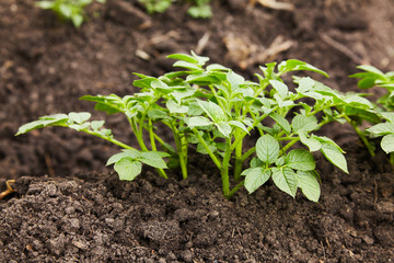 Young potato plants growing on the soil in rows. Potato bush in the garden. Healthy young potato plant in organic garden.