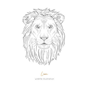 Symmetrical Vector portrait illustration of wild lion cat. Hand drawn ink realistic sketching isolated on white. Perfect for logo branding t-shirt coloring book design.