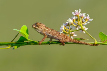 Beautiful green chameleon - Stock Image