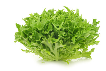 Fototapeta na wymiar freshly harvested curly lettuce on a white background
