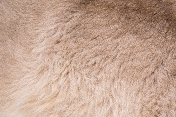 Wallaby fur texture background. - obrazy, fototapety, plakaty
