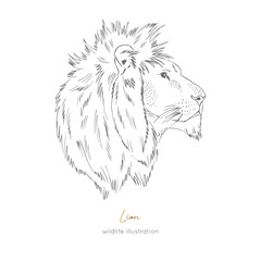 Profile Vector portrait illustration of wild lion cat. Hand drawn ink realistic sketching isolated on white. Perfect for logo branding t-shirt coloring book design.