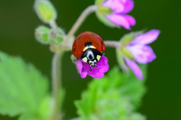 Beautiful ladybug on leaf defocused background