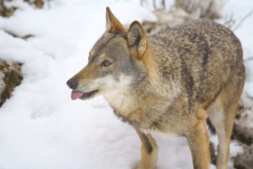 parco nazionale d'abruzzo
