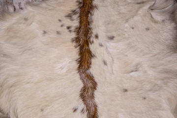 brown and white of animals skin and fur