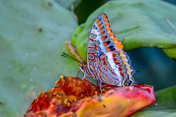 Closeup   beautiful butterfly sitting on flower © blackdiamond67